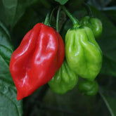 Scotch bonnet chilli Pepper (Hot pepper) 150g Adomoo