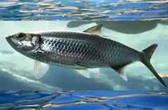 Africa's Finest Herring Fillet 100g  Adomoo