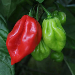 Scotch bonnet chilli Pepper (Hot pepper) 150g  Adomoo