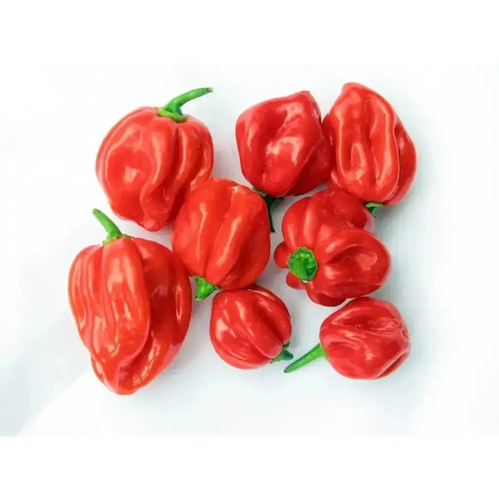 Scotch bonnet chilli Pepper (Hot pepper) 150g  Adomoo