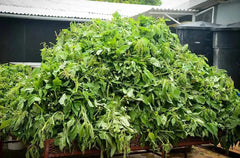 Tropical Sun Callaloo 540g  Adomoo