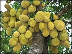 Tropical Sun Sweet Yellow Jackfruit in Syrup 565g  Adomoo