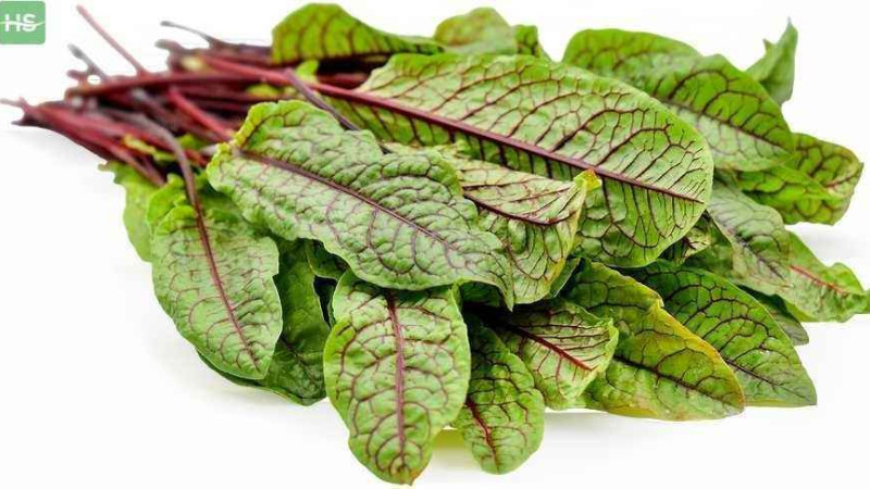 Surprising Benefits Of Sorrel Leaves