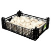 Farm Fresh Mushrooms 1.81kg