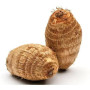 Fresh Eddoe Cocoyam 500g