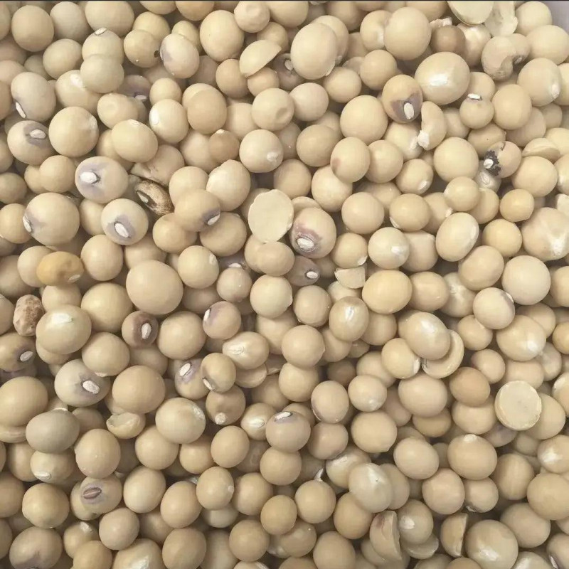 WHOLE OKPA SEEDS - Bambara Beans 1kg